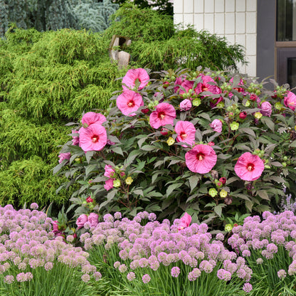 Summerific 'Berry Awesome' Rose Mallow in use.