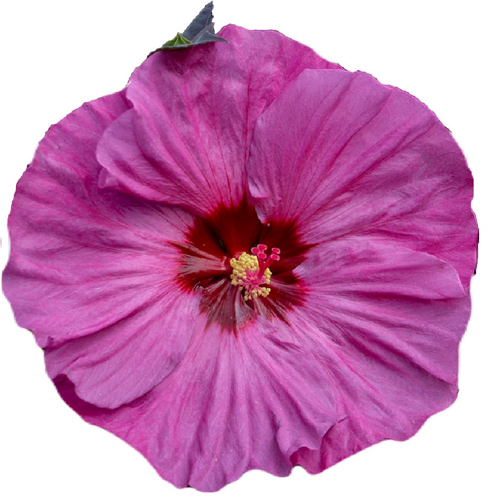Summerific 'Berry Awesome' Rose Mallow in macro.