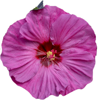 Summerific 'Berry Awesome' Rose Mallow in macro.