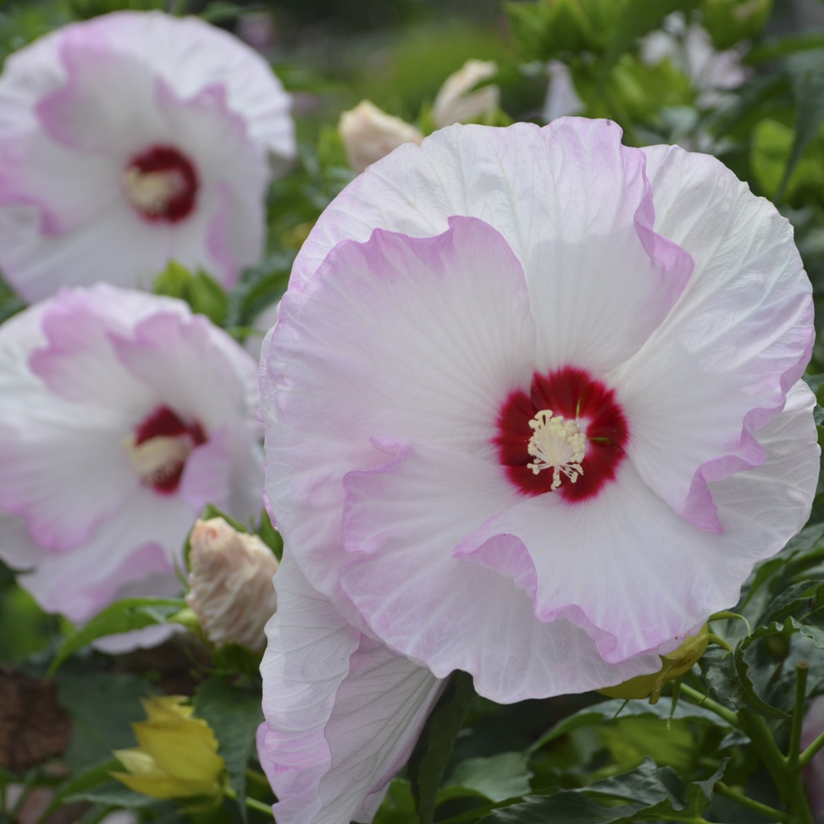 Summerific® 'Ballet Slippers' Rose Mallow (Hibiscus hybrid)