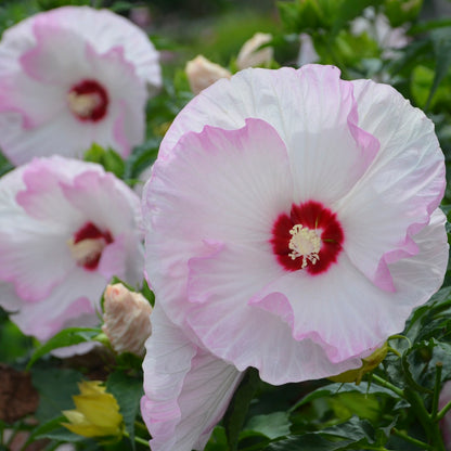 Summerific® 'Ballet Slippers' Rose Mallow (Hibiscus hybrid)