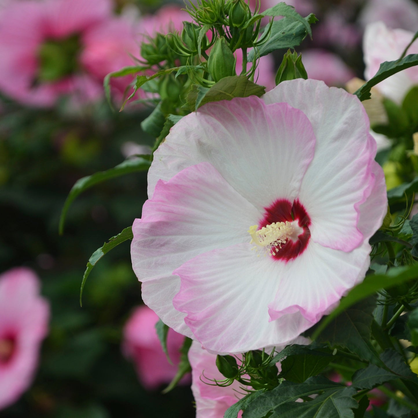 Summerific® 'Ballet Slippers' Rose Mallow (Hibiscus hybrid)