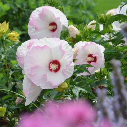 Summerific® 'Ballet Slippers' Rose Mallow (Hibiscus hybrid)