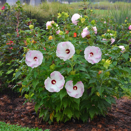 Summerific® 'Ballet Slippers' Rose Mallow (Hibiscus hybrid)