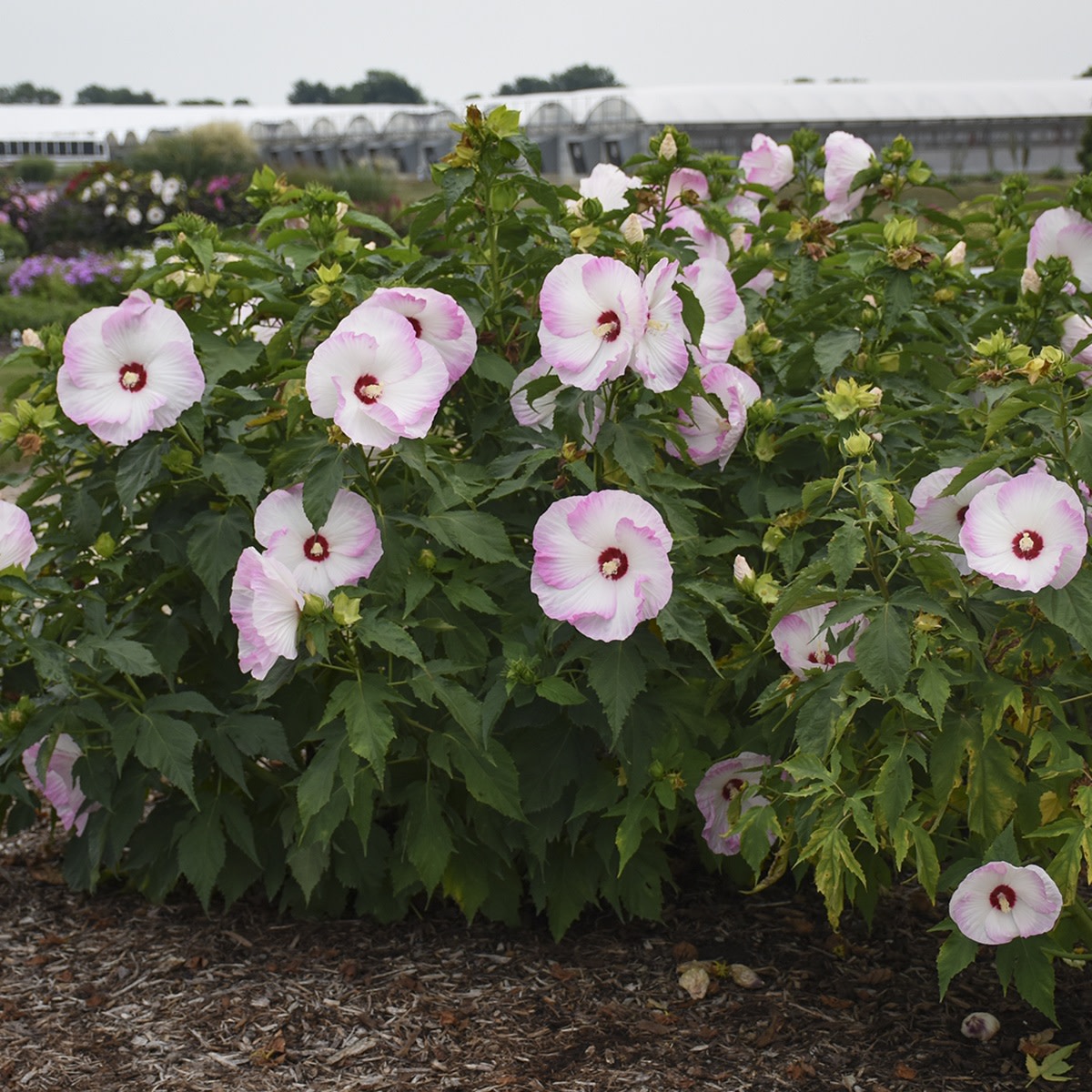 Summerific® 'Ballet Slippers' Rose Mallow (Hibiscus hybrid)