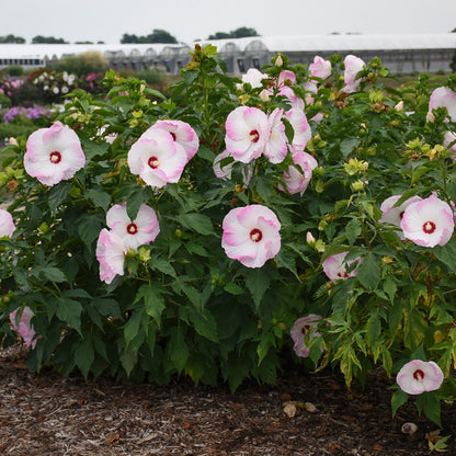 Summerific® 'Ballet Slippers' Rose Mallow (Hibiscus hybrid)