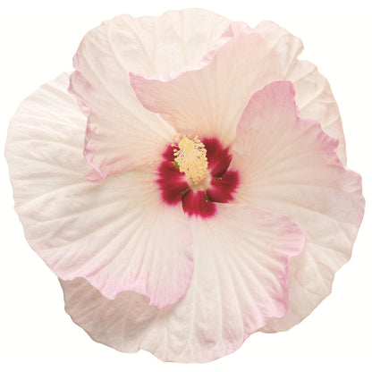 Summerific® 'Ballet Slippers' Rose Mallow (Hibiscus hybrid)
