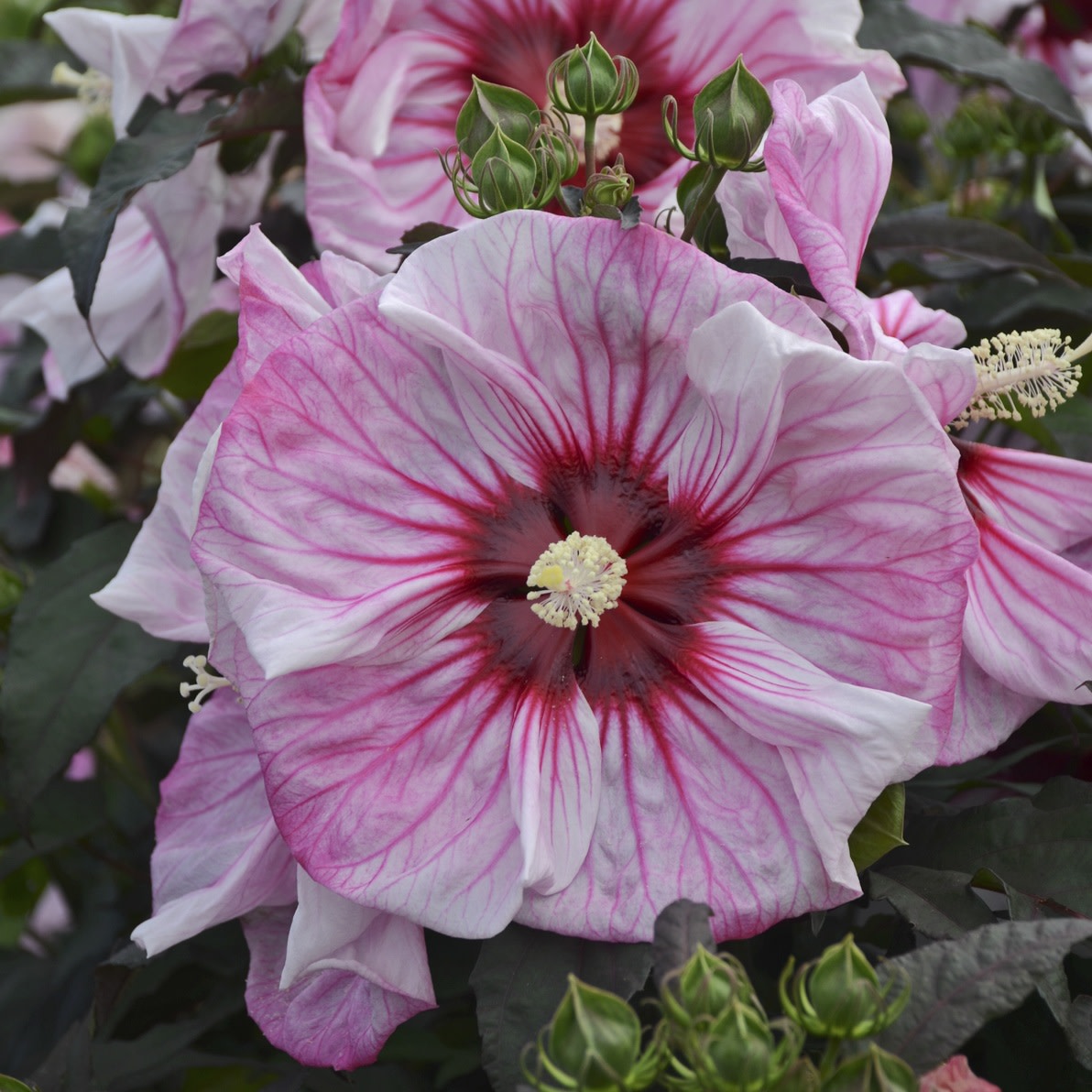 Summerific® 'Cherry Choco Latte' Rose Mallow (Hibiscus hybrid)