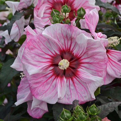 Summerific® 'Cherry Choco Latte' Rose Mallow (Hibiscus hybrid)