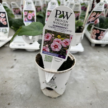 Summerific® 'Cherry Choco Latte' Rose Mallow (Hibiscus hybrid)