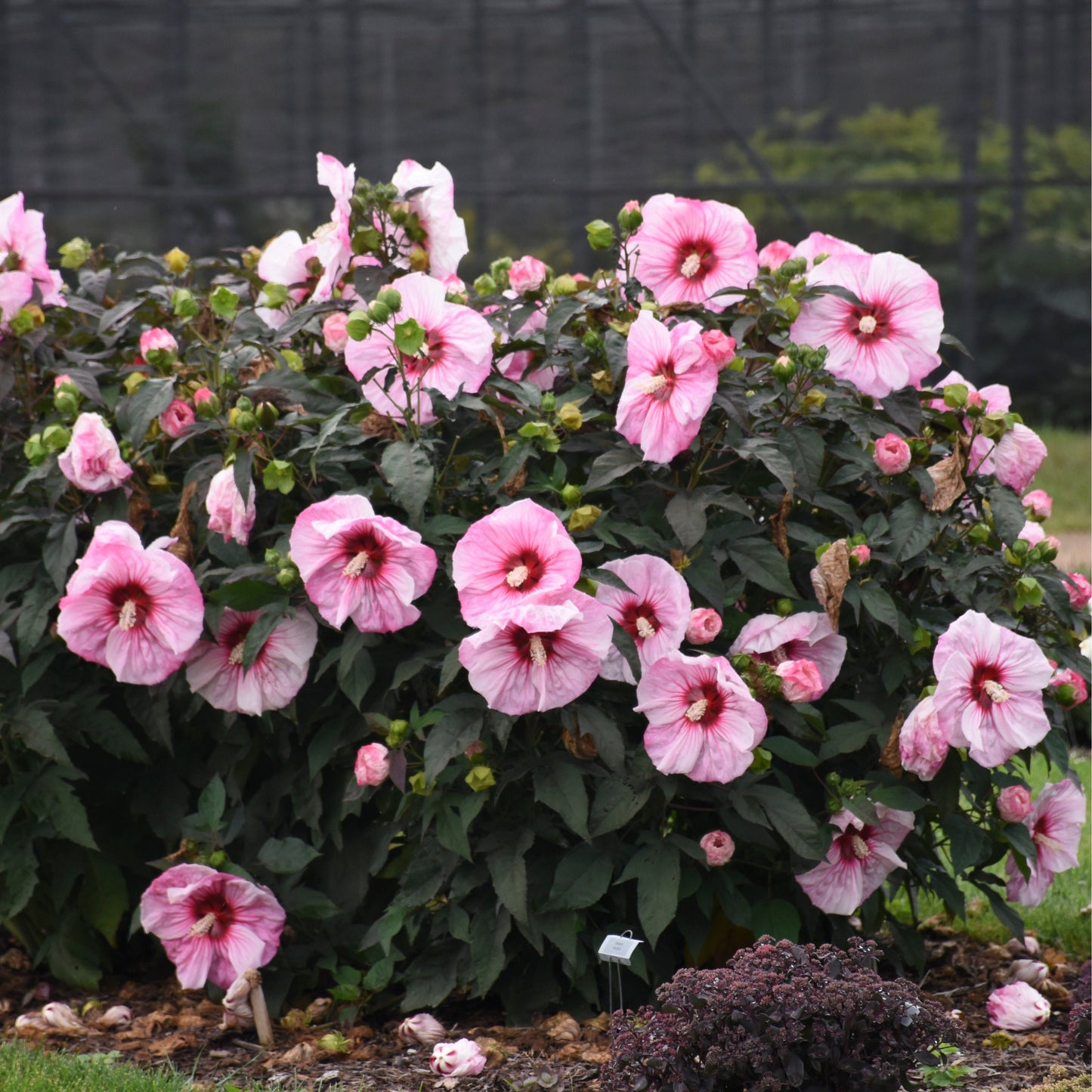Summerific® 'Cherry Choco Latte' Rose Mallow (Hibiscus hybrid)