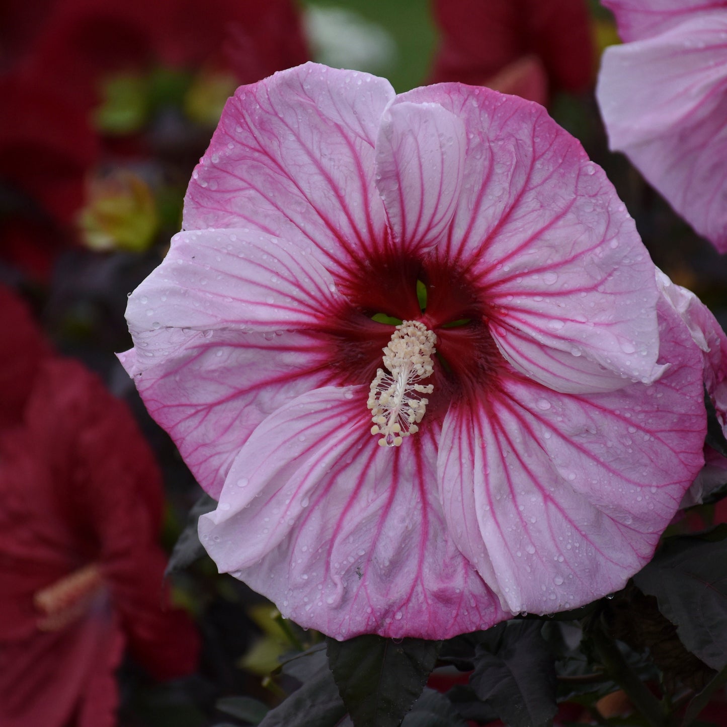 Summerific® 'Cherry Choco Latte' Rose Mallow (Hibiscus hybrid)