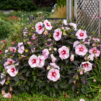 Summerific® 'Cherry Choco Latte' Rose Mallow (Hibiscus hybrid)