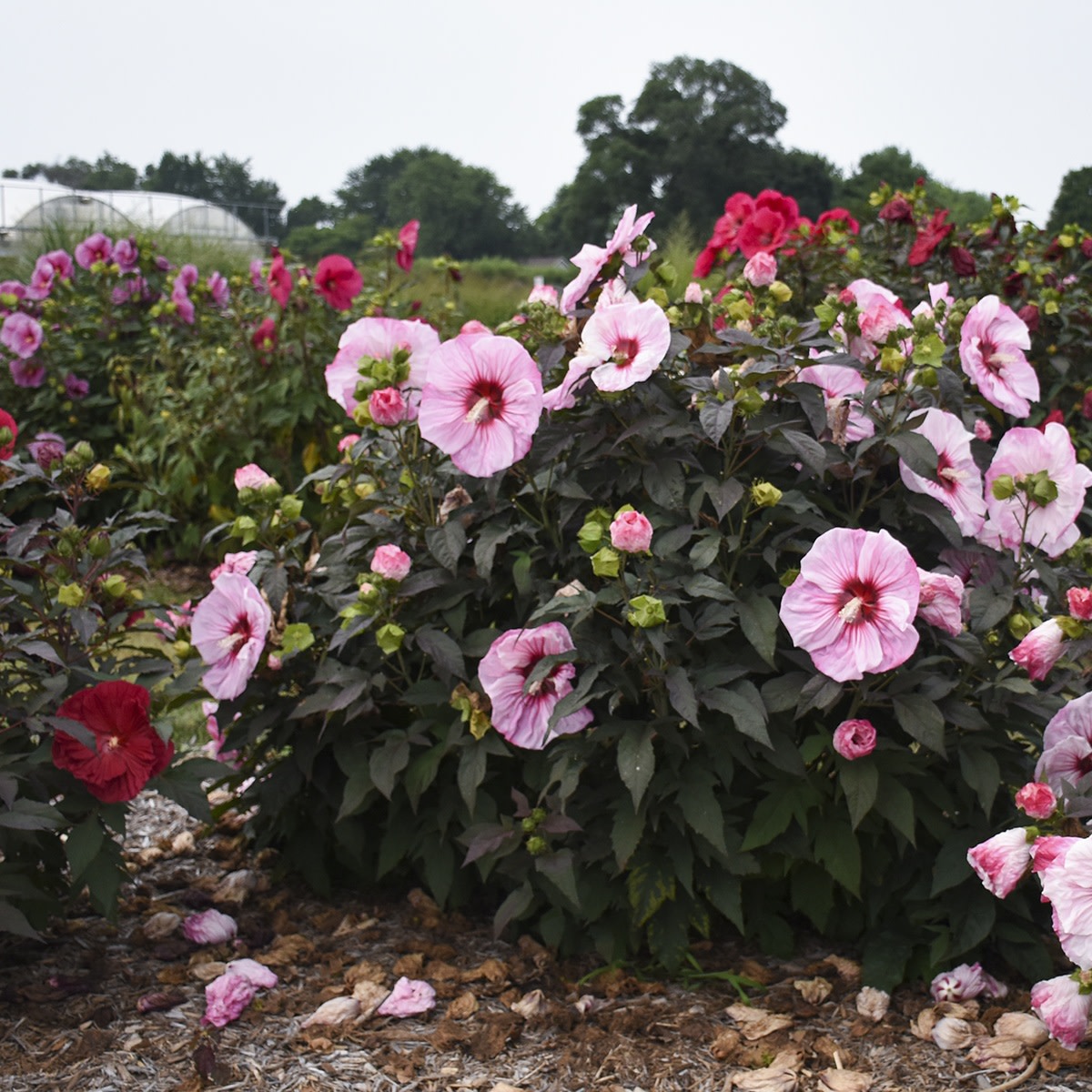 Summerific® 'Cherry Choco Latte' Rose Mallow (Hibiscus hybrid)