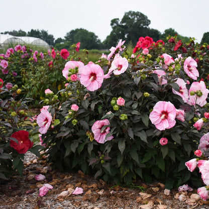 Summerific® 'Cherry Choco Latte' Rose Mallow (Hibiscus hybrid)
