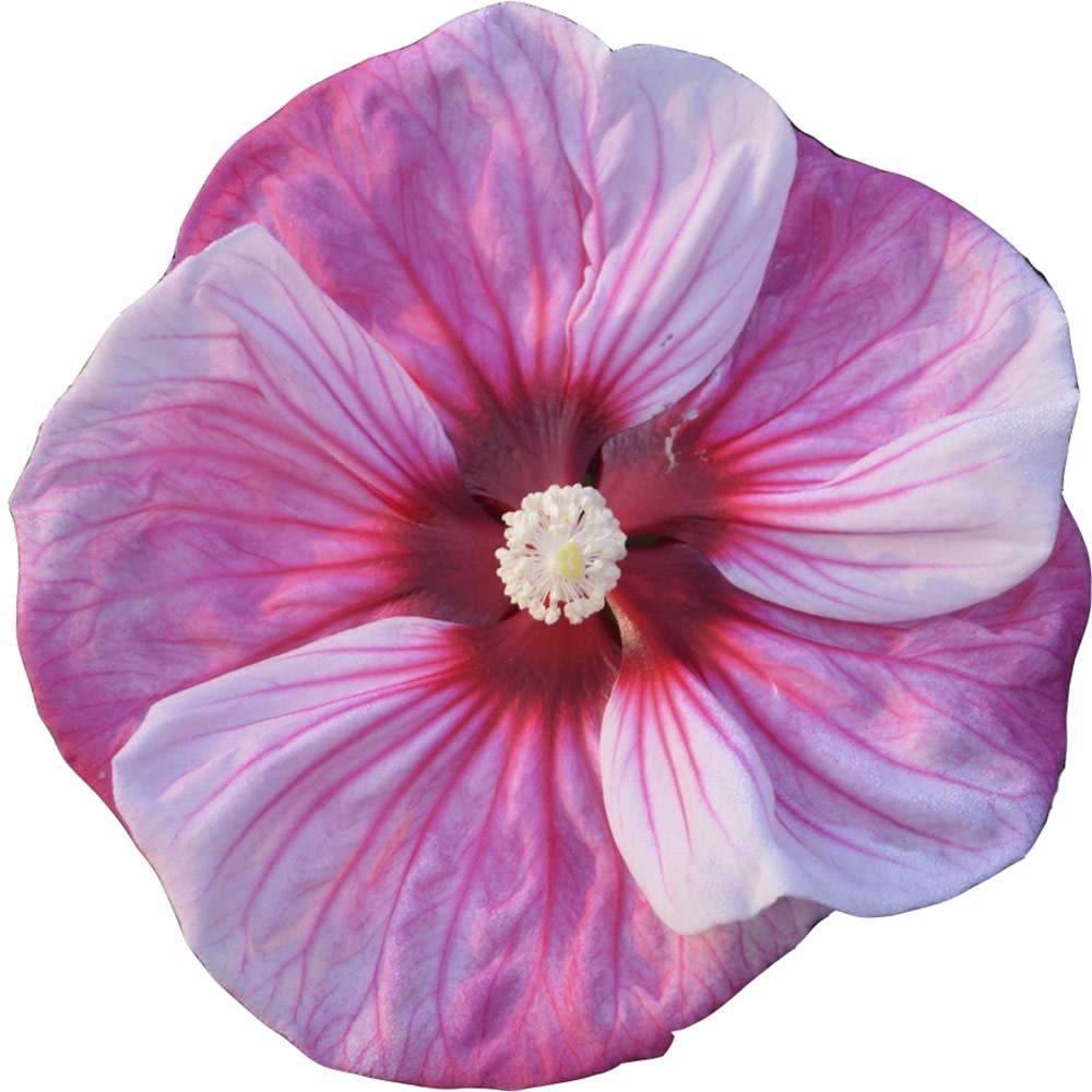 Summerific® 'Cherry Choco Latte' Rose Mallow (Hibiscus hybrid)