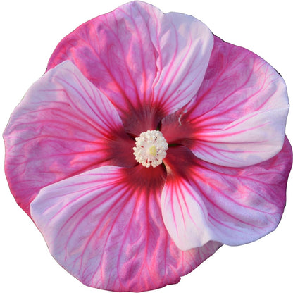 Summerific® 'Cherry Choco Latte' Rose Mallow (Hibiscus hybrid)