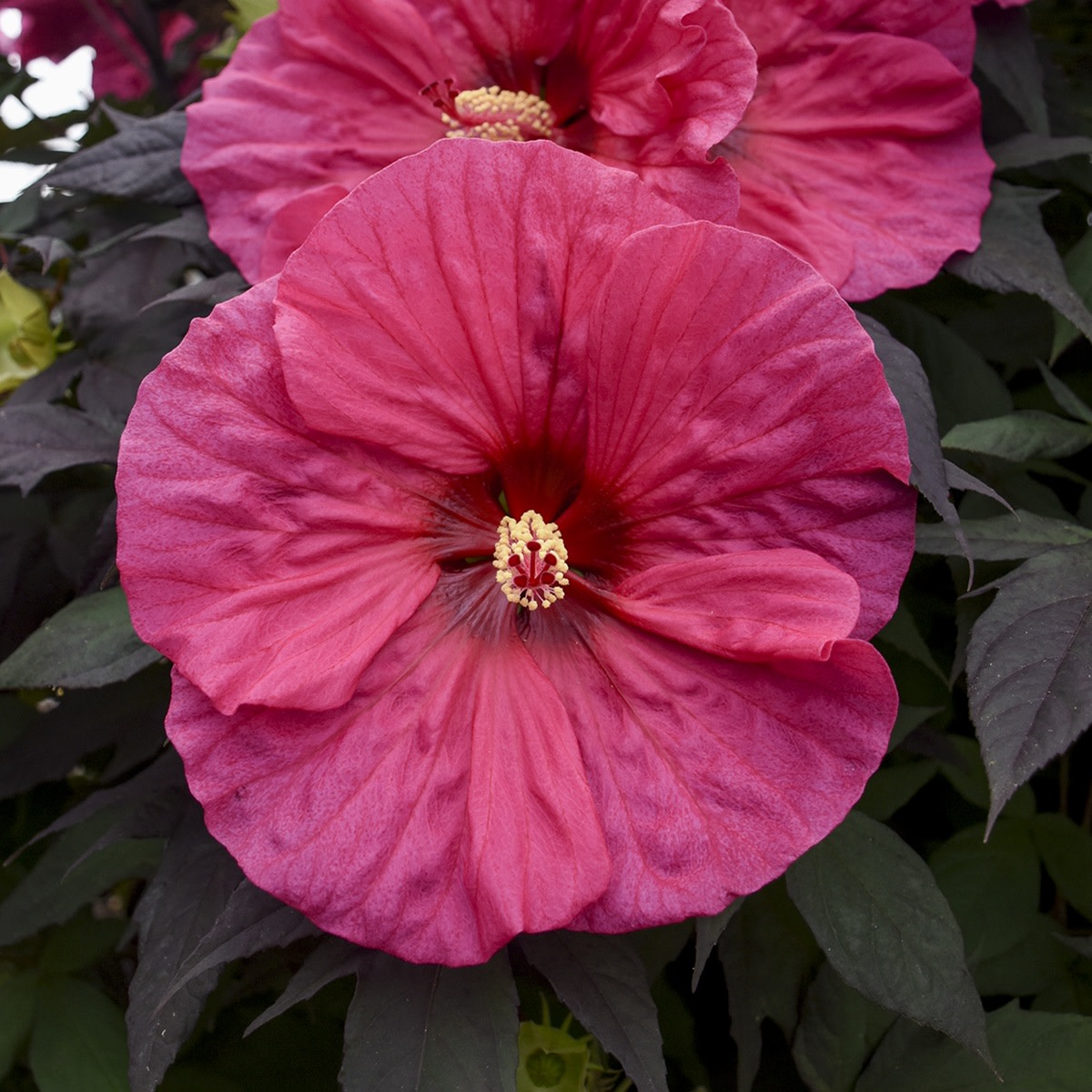 Summerific® 'Evening Rose' Rose Mallow (Hibiscus hybrid)