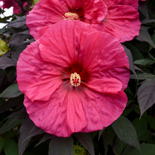 Summerific® 'Evening Rose' Rose Mallow (Hibiscus hybrid)