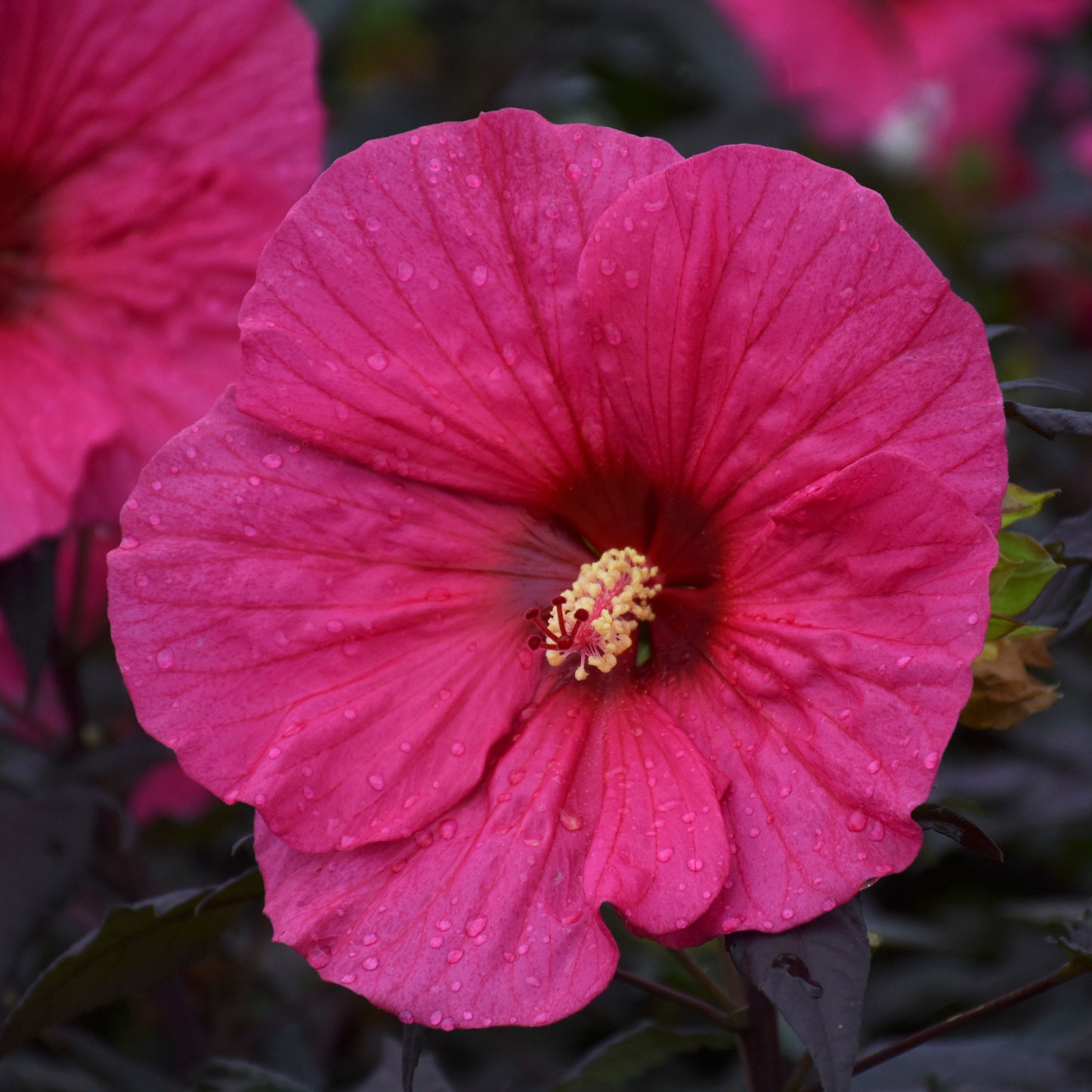 Summerific® 'Evening Rose' Rose Mallow (Hibiscus hybrid)