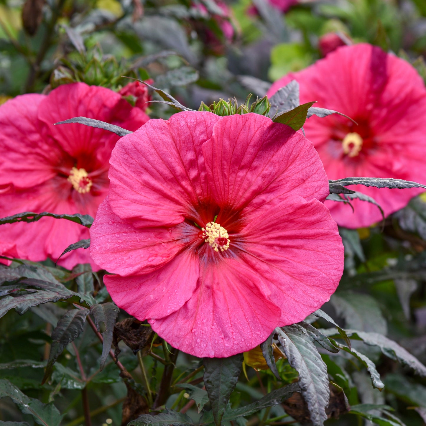 Summerific® 'Evening Rose' Rose Mallow (Hibiscus hybrid)