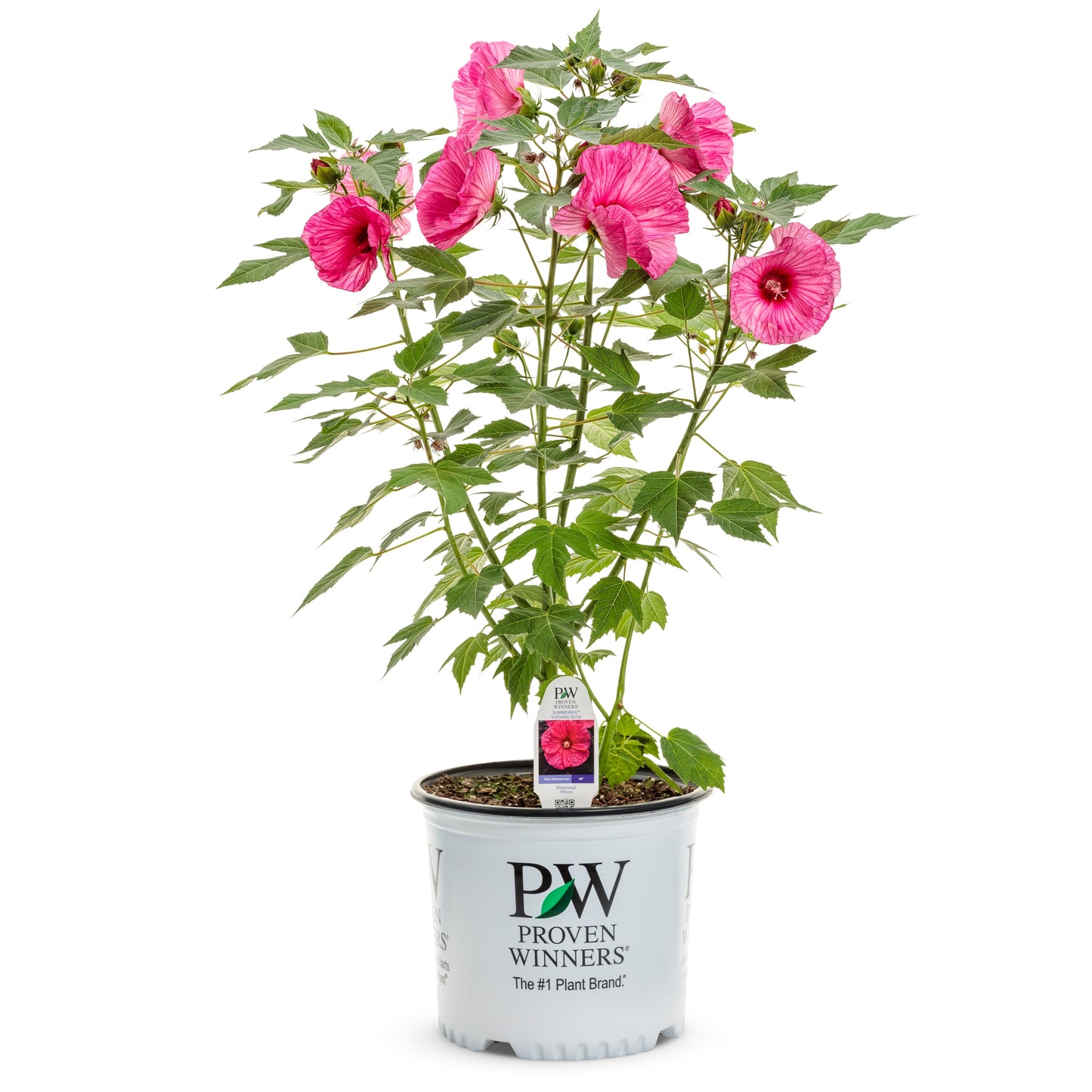 Summerific® 'Evening Rose' Rose Mallow (Hibiscus hybrid)