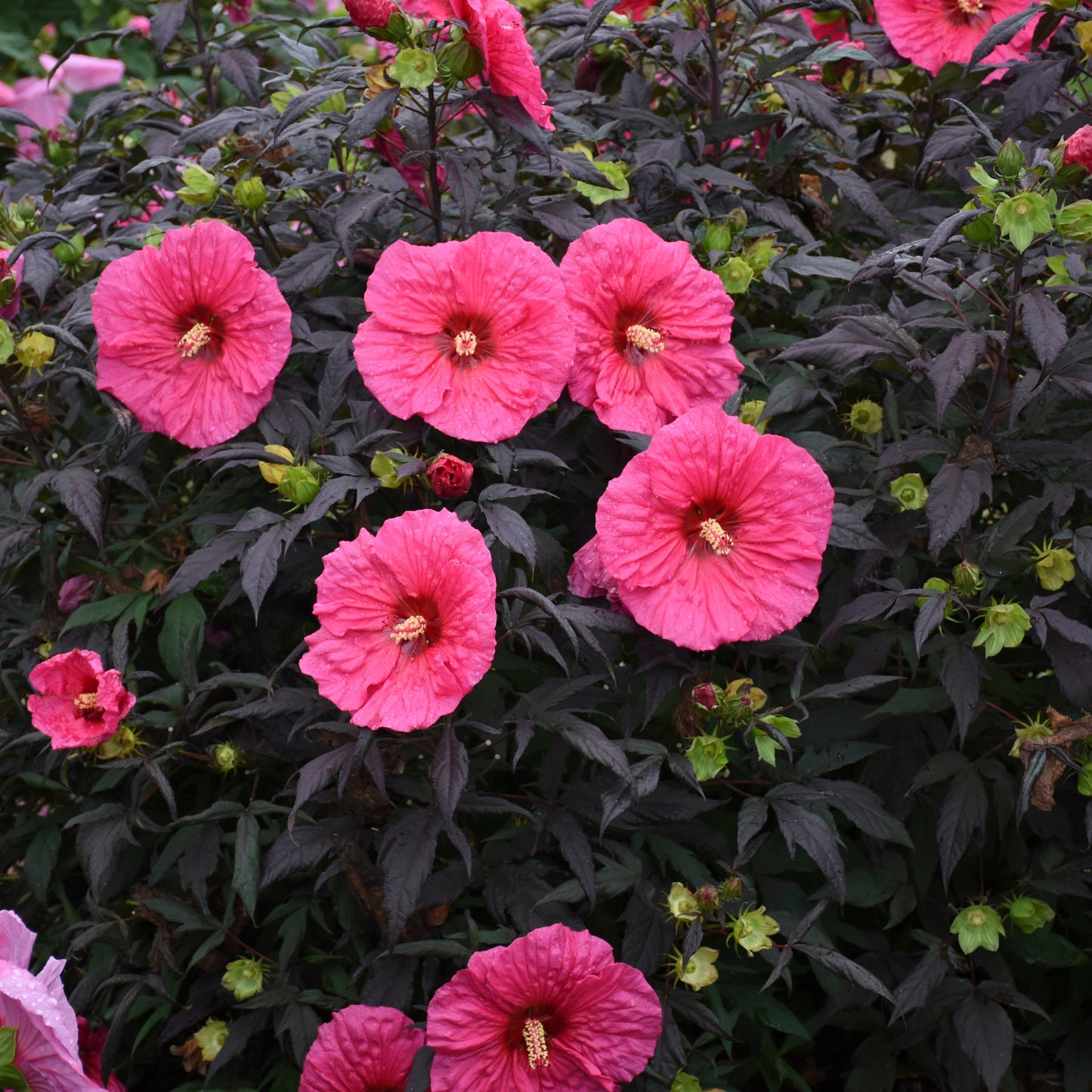 Summerific® 'Evening Rose' Rose Mallow (Hibiscus hybrid)