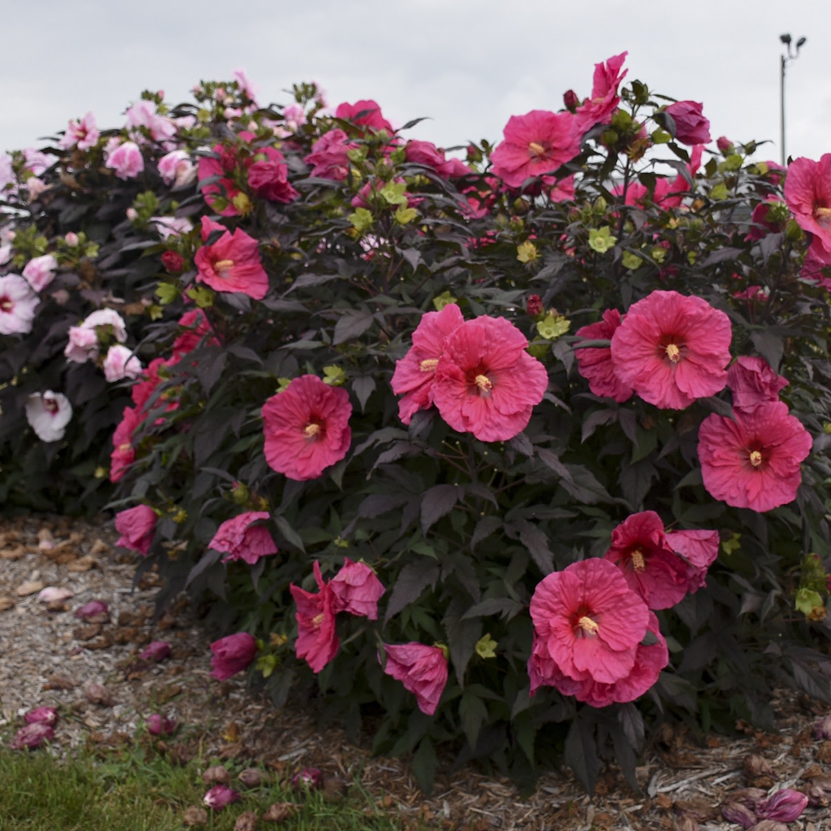 Summerific® 'Evening Rose' Rose Mallow (Hibiscus hybrid)