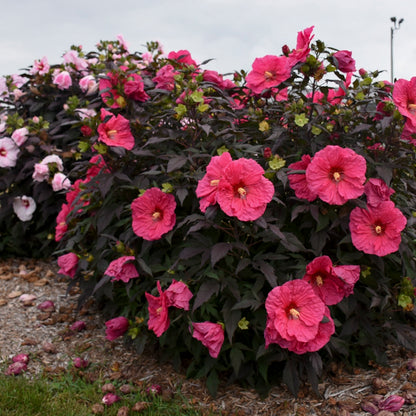 Summerific® 'Evening Rose' Rose Mallow (Hibiscus hybrid)