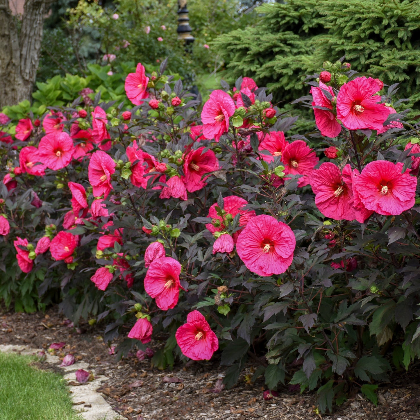 Summerific® 'Evening Rose' Rose Mallow (Hibiscus hybrid)