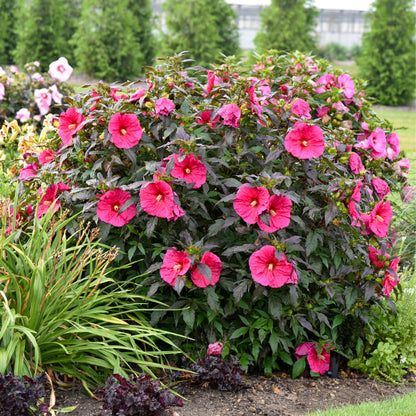 Summerific® 'Evening Rose' Rose Mallow (Hibiscus hybrid)