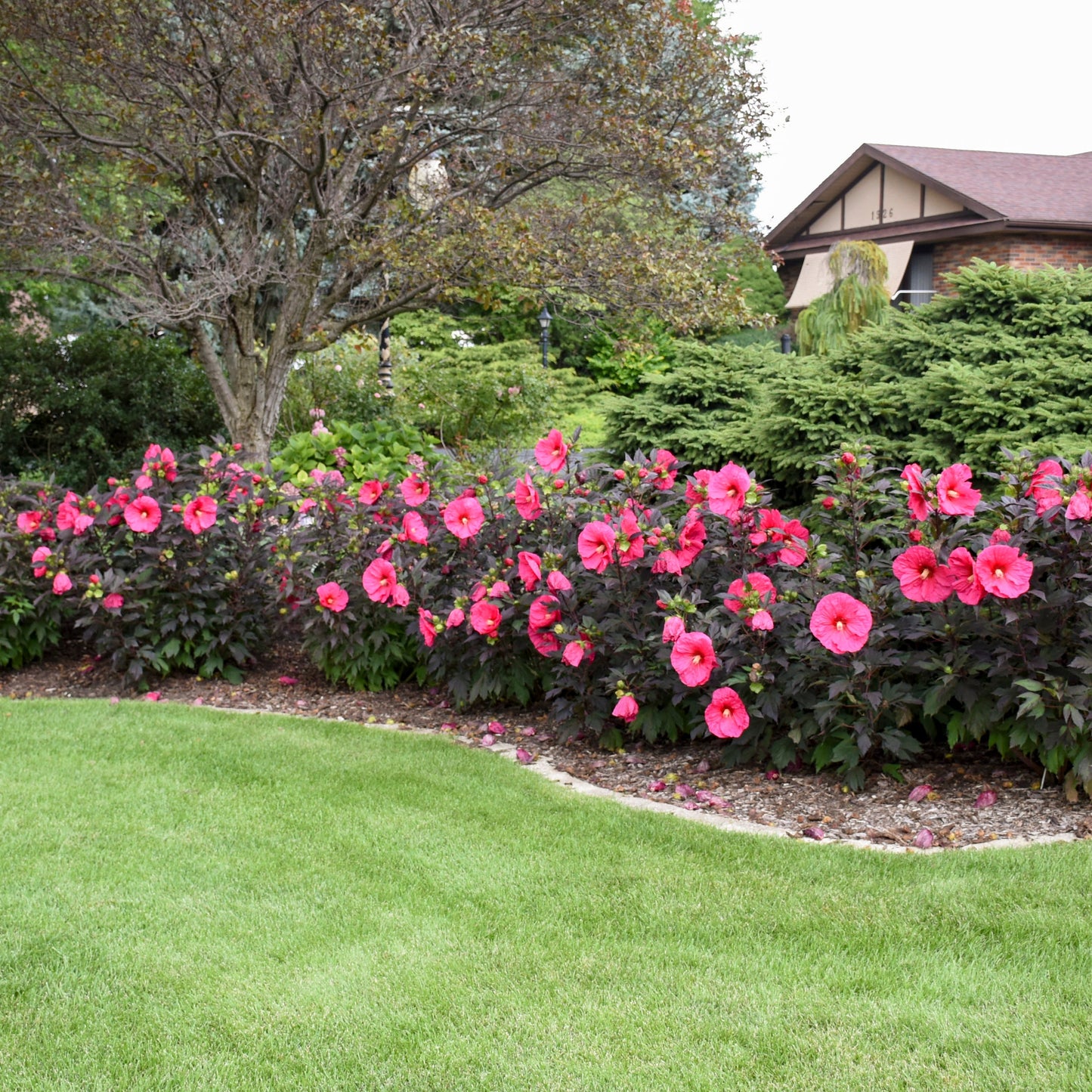 Summerific® 'Evening Rose' Rose Mallow (Hibiscus hybrid)