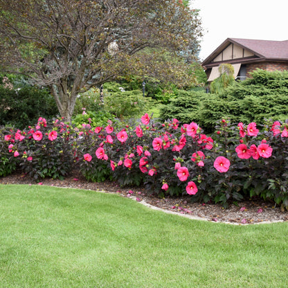 Summerific® 'Evening Rose' Rose Mallow (Hibiscus hybrid)