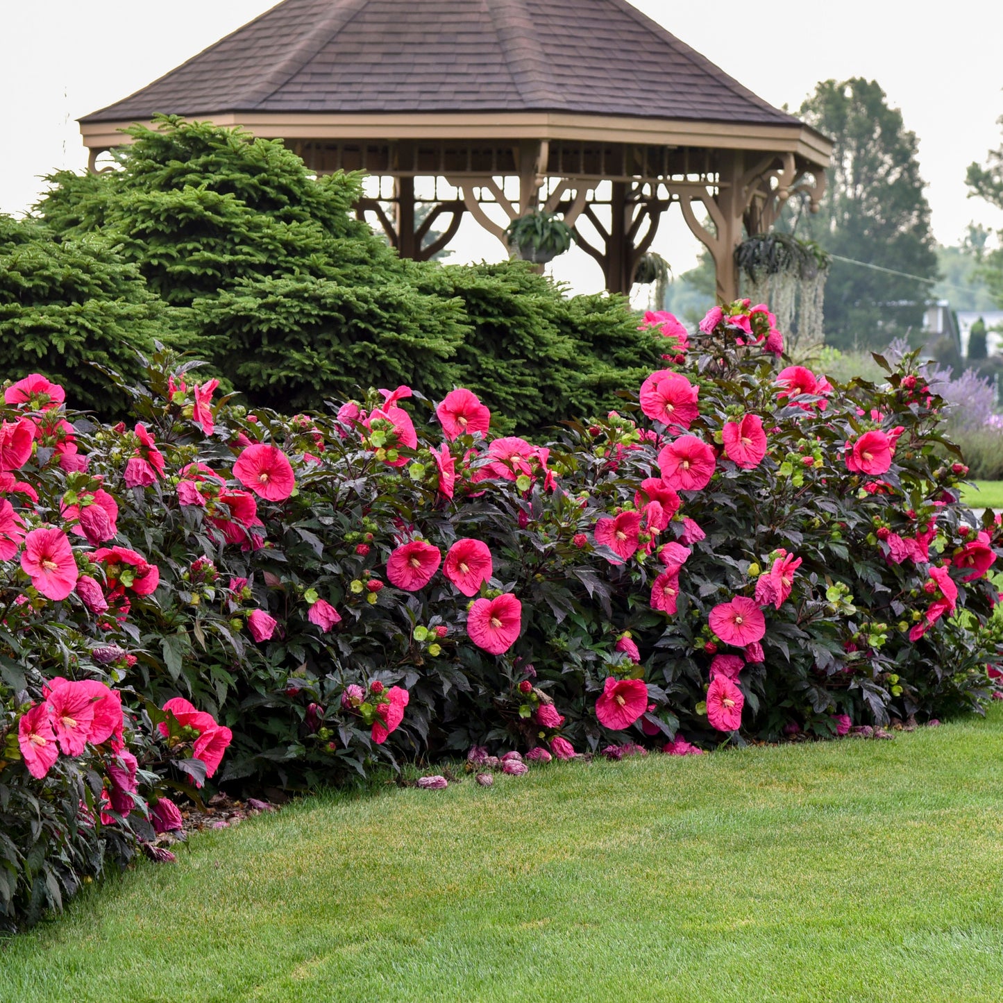 Summerific® 'Evening Rose' Rose Mallow (Hibiscus hybrid)
