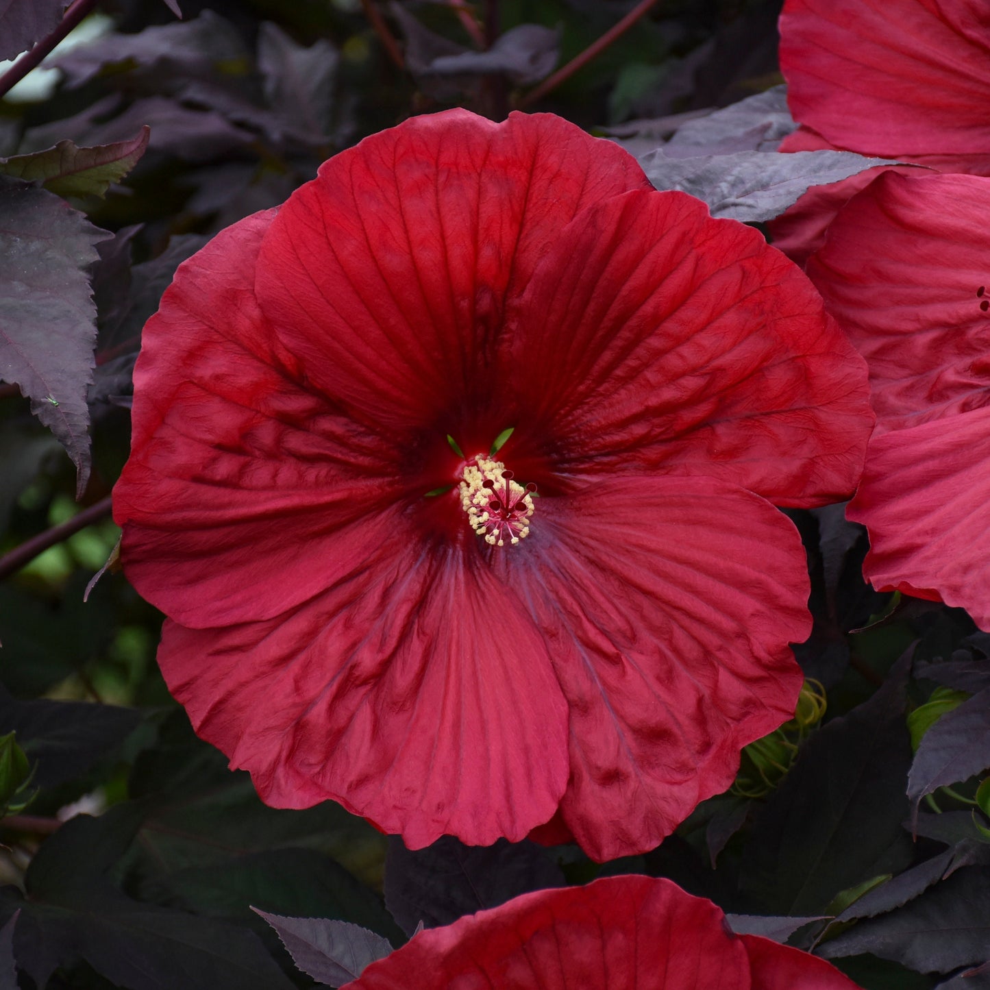 Summerific® 'Holy Grail' Rose Mallow (Hibiscus hybrid)