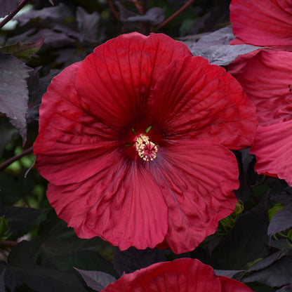 Summerific® 'Holy Grail' Rose Mallow (Hibiscus hybrid)