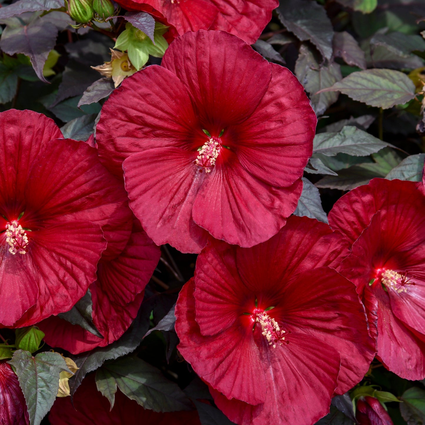 Summerific® 'Holy Grail' Rose Mallow (Hibiscus hybrid)