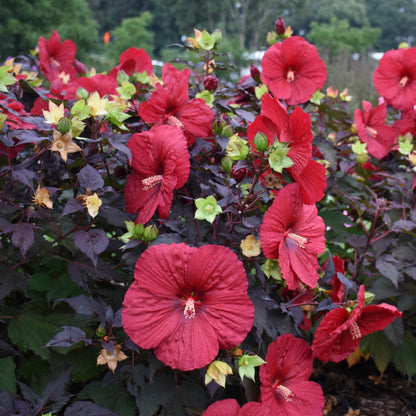 Summerific® 'Holy Grail' Rose Mallow (Hibiscus hybrid)