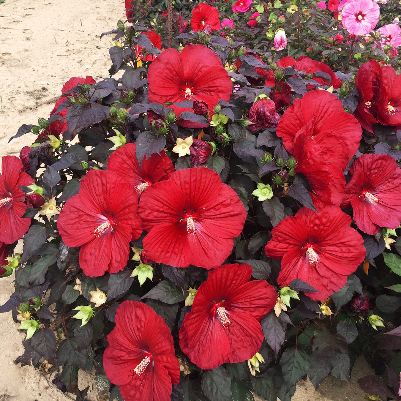 Summerific® 'Holy Grail' Rose Mallow (Hibiscus hybrid)