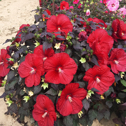 Summerific® 'Holy Grail' Rose Mallow (Hibiscus hybrid)