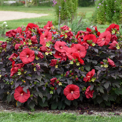 Summerific® 'Holy Grail' Rose Mallow (Hibiscus hybrid)