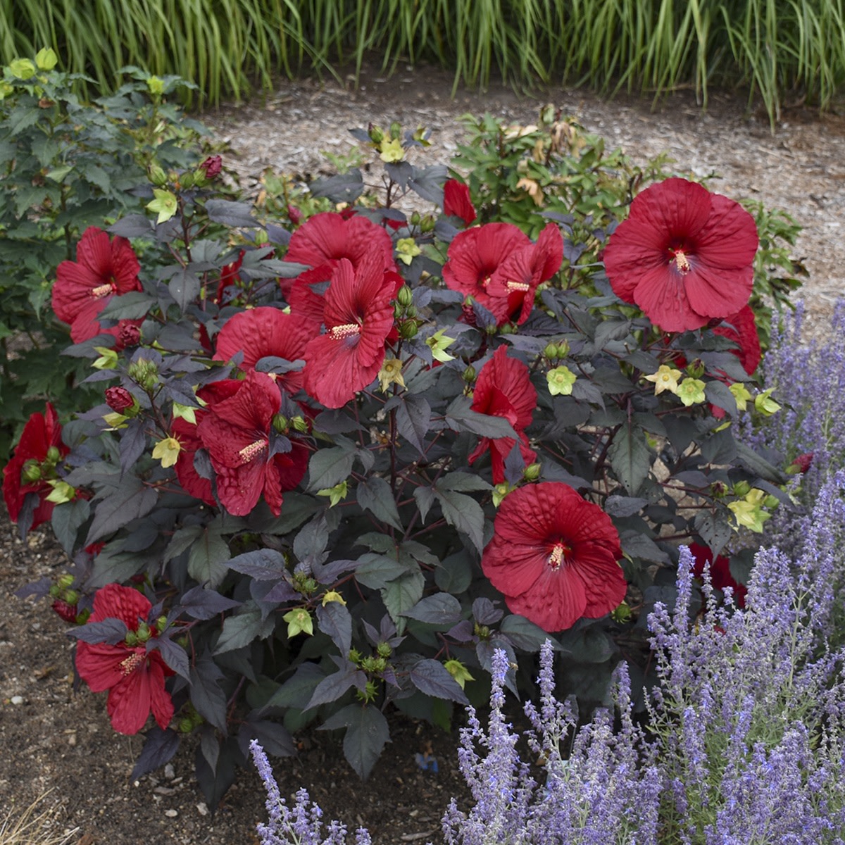 Summerific® 'Holy Grail' Rose Mallow (Hibiscus hybrid)