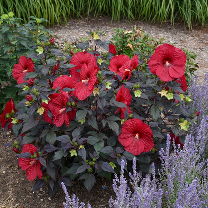 Summerific® 'Holy Grail' Rose Mallow (Hibiscus hybrid)