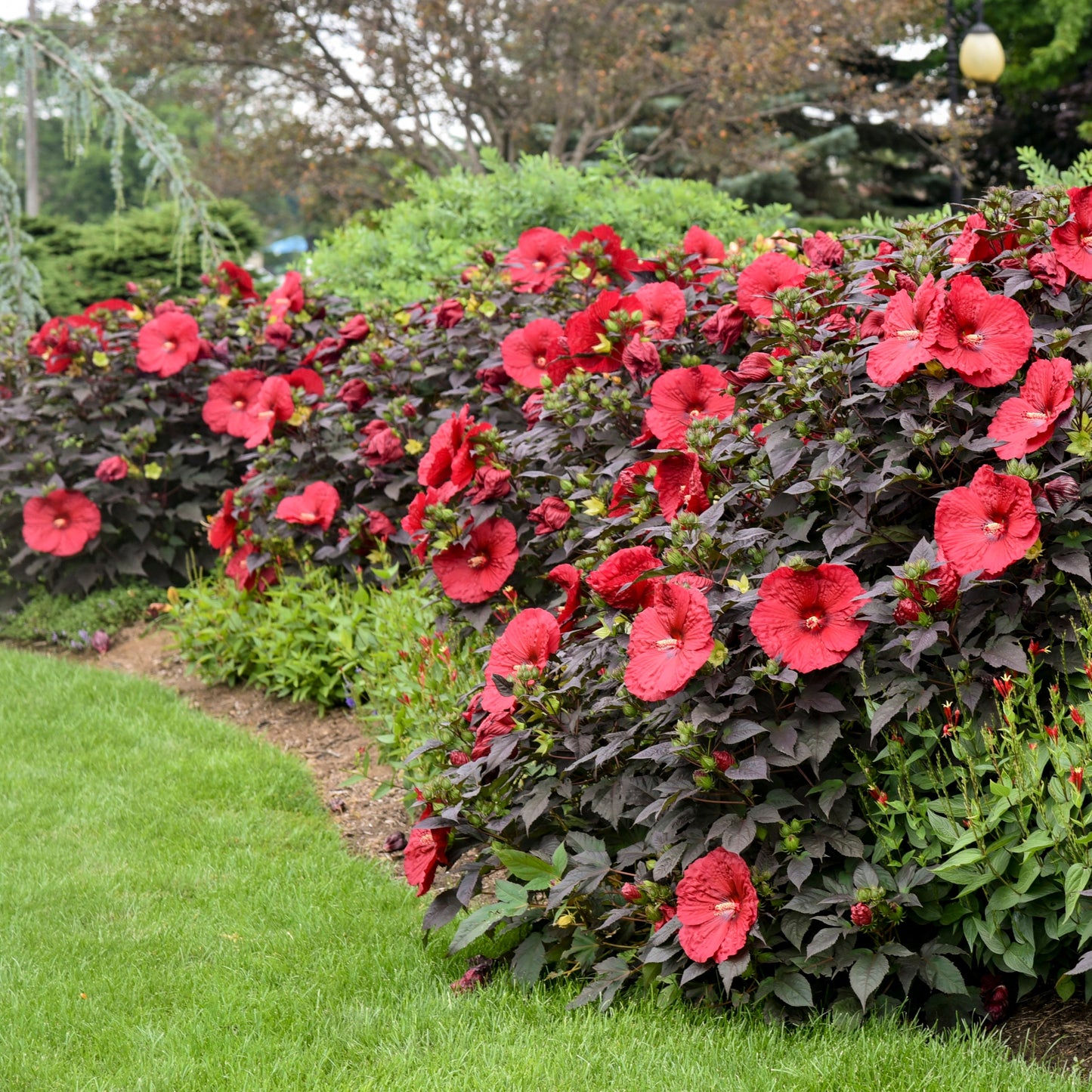 Summerific® 'Holy Grail' Rose Mallow (Hibiscus hybrid)