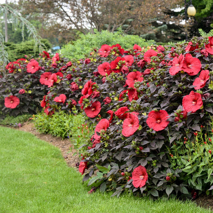Summerific® 'Holy Grail' Rose Mallow (Hibiscus hybrid)