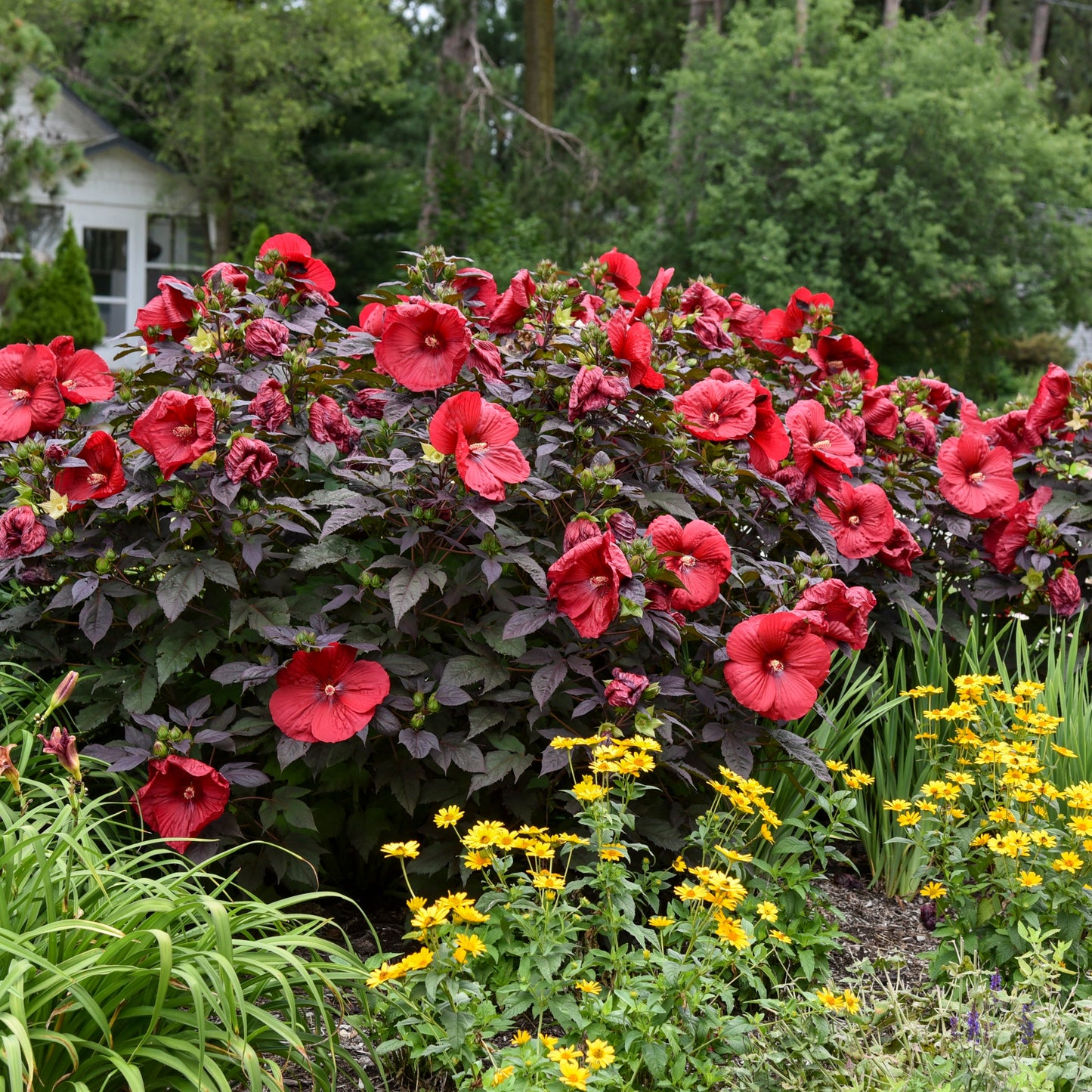 Summerific® 'Holy Grail' Rose Mallow (Hibiscus hybrid)