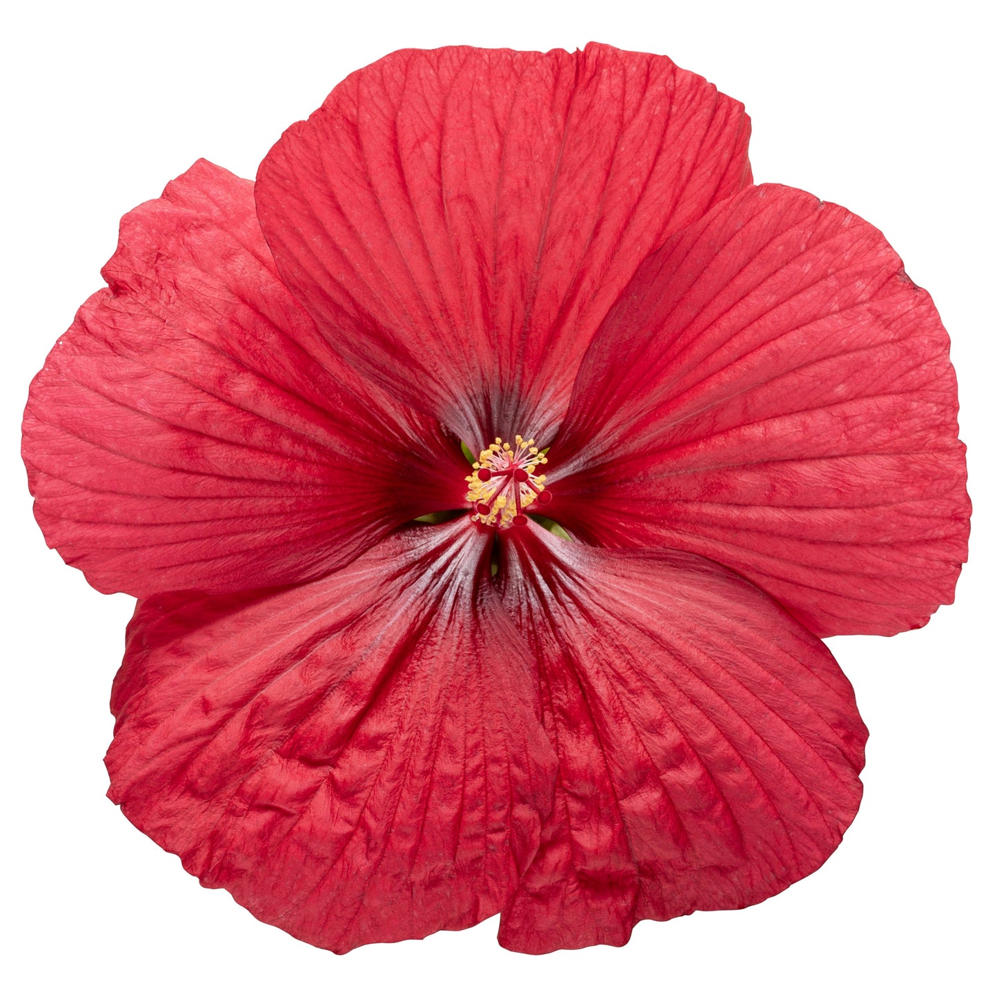 Summerific® 'Holy Grail' Rose Mallow (Hibiscus hybrid)