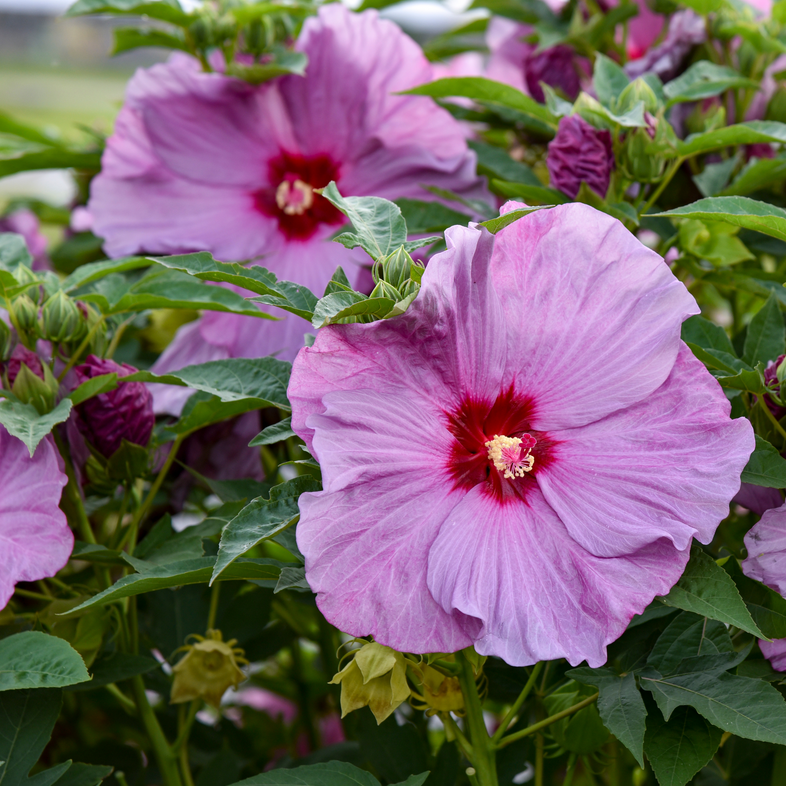 Summerific 'Lilac Crush' Summerific 'Lilac Crush' Rose Mallow up close.