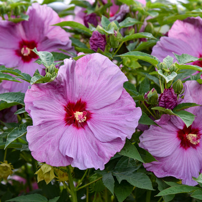 Summerific 'Lilac Crush' Rose Mallow up close.