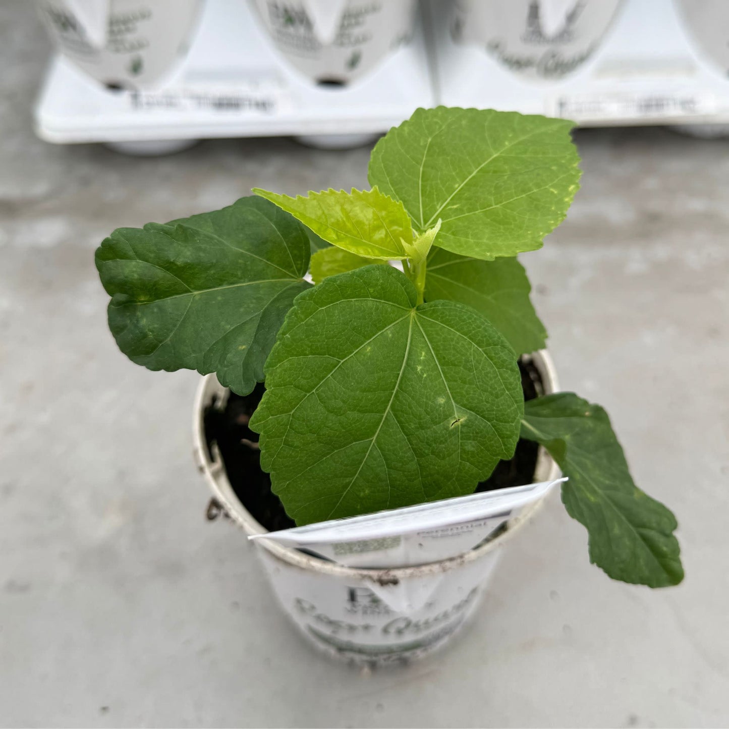 Summerific® 'Lilac Crush' Rose Mallow (Hibiscus hybrid)